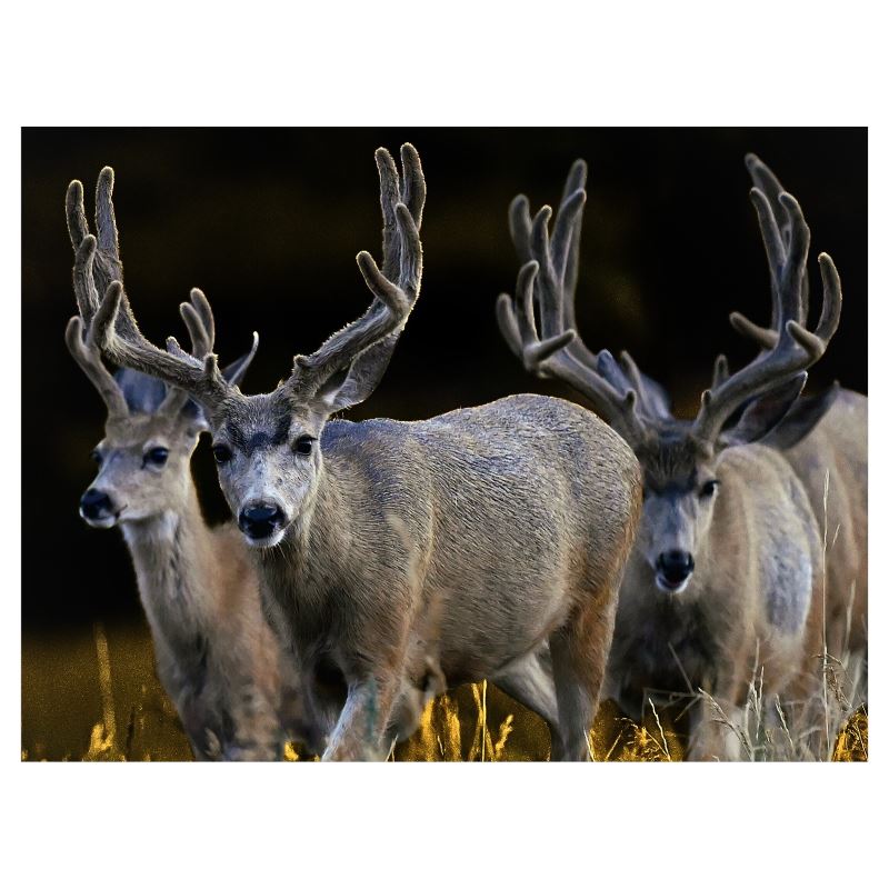 Mule Deer Gang Canvas