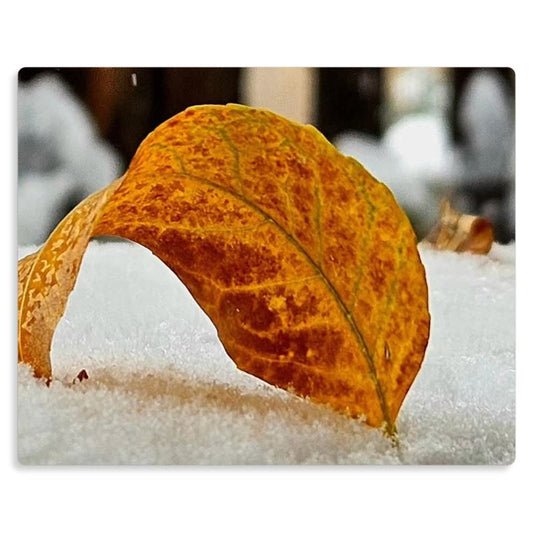 Autumn to Winter Metal Print