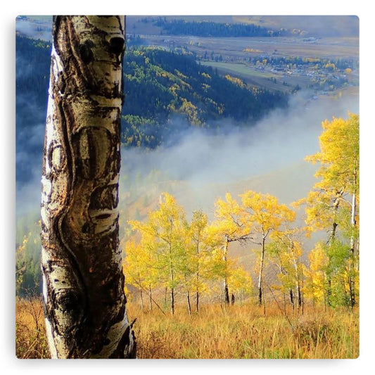 Autumn Aspen Metal Print