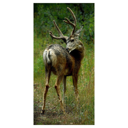 Kiss It Mule Deer
